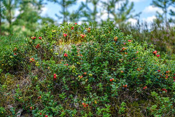 lingonberries cranberries on green moss in forest near dry tree stomps
