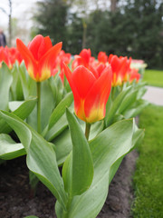 Beautiful tulips in spring Symbol of the country of the Netherlands