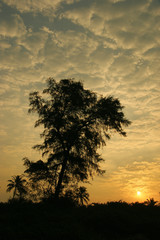 Fototapeta na wymiar dawn sky in the jungle. sunrise in the Indian jungle