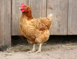 brown hen looking for food in the farm yard. Chickens. Free Range Cock and Hens