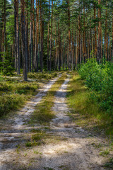 Fototapeta premium pine tree forest with tree trunks and gravel road