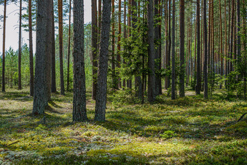 pine tree forest with tree trunks