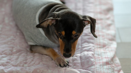 Dachshund, a puppy lying on its stomach.