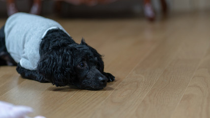 A dog lying on its stomach, a black poodle.