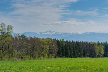 Fototapeta na wymiar spring landscape. Field of sown oats, forest and mountains.