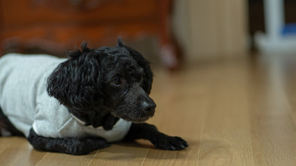 A dog lying on its stomach, a black poodle.