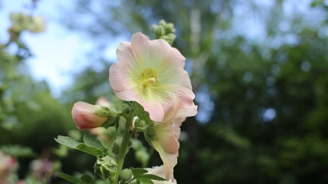 Pale pink mallow flower, malva in the garden close up