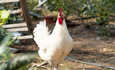 Native chicken grown on rural farms with eco-friendly farming methods