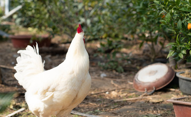 Native chicken grown on rural farms with eco-friendly farming methods