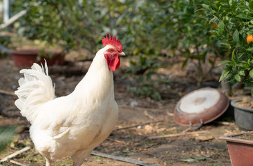 Native chicken grown on rural farms with eco-friendly farming methods