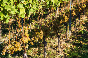 Trauben an Rebstöcken im Rheingau im Herbst