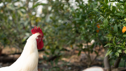Native chicken grown on rural farms with eco-friendly farming methods