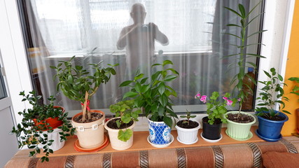 young plants in flower pots