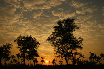 Naklejka na ściany i meble dawn sky in the jungle. sunrise in the Indian jungle