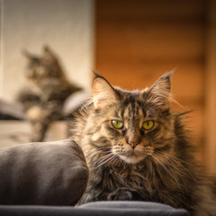 cat in front of wall