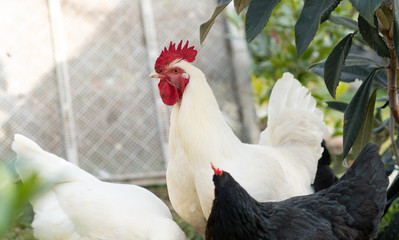 Native chicken grown on rural farms with eco-friendly farming methods