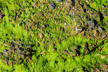 Green moss in a rock in a beach, isolated.