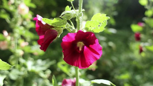 Purple mallow flower close-up, malva in the garden