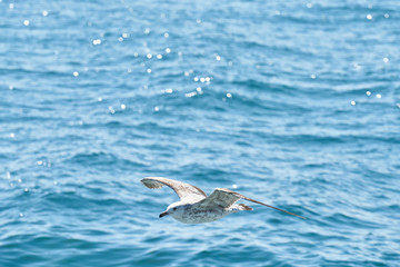 Beautiful seagull flying in the air