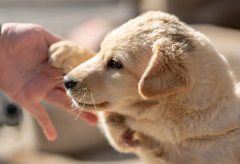 Jindo dog, a cute native dog in Korea