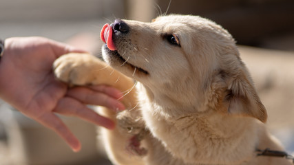 Jindo dog, a cute native dog in Korea