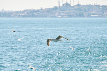 Beautiful seagull flying in the air