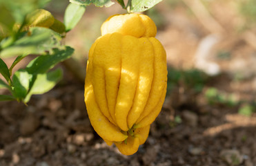 Yellow nutritious Buddha's hand