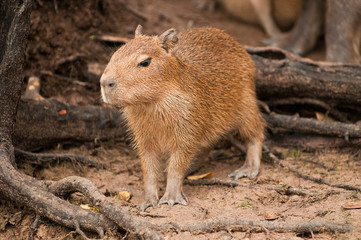 Capivara