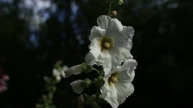 White mallow flowers, malva in the garden