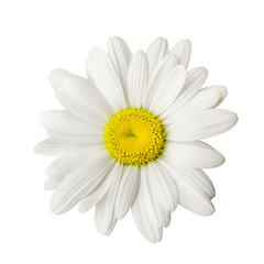 Daisy isolated on white background - 281405246