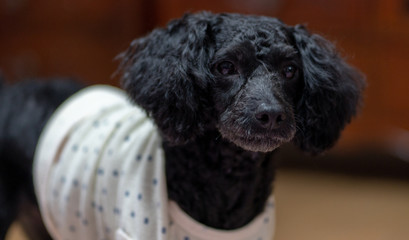 A dog lying on its stomach, a black poodle.