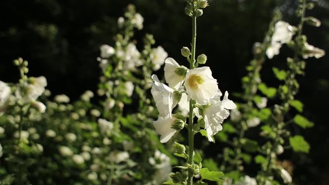 White mallow flowers, malva in the garden close-up