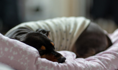 이불에서 편하게 잠자고 있는 귀여운 애완동물 닥스훈트 강아지 © kgeon_snap