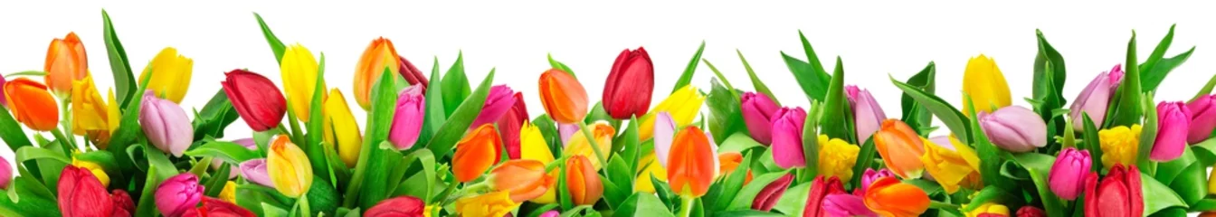 Colorful tulips on white background © savojr