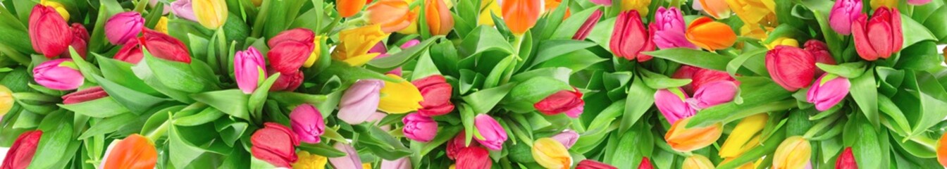 Multi-colored tulips. Top view