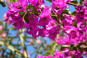 Blooming pink oleander flowers or nerium in garden. Selective focus. Blossom spring, exotic summer,...