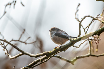 Long-tailed tit (Aegithalos caudatus) in the UK