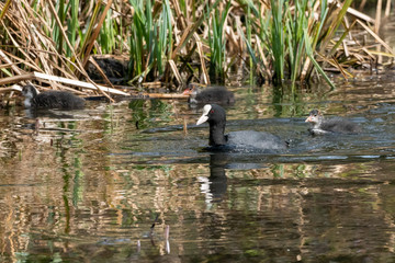 Coot (Fulica atra), taken in the UK