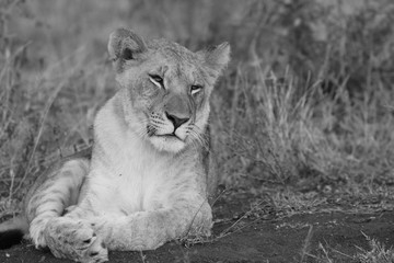 Lion to side black and white