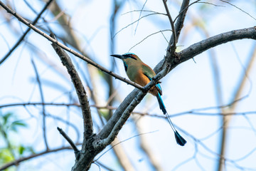 Turquoise-browed Motmot (Eumomota superciliosa)