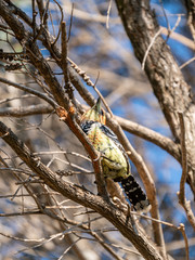Crested Barbet (Trachyphonus vaillantii), taken in South Africa