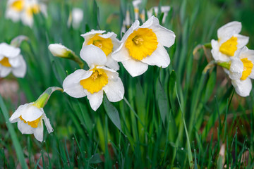 Yellow Daffodils, Blooming Spring Flowers