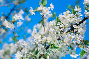 Flowers of cherry tree close up.