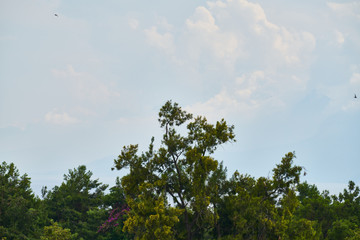green tree leaves ans sky
