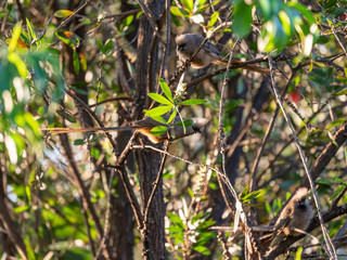 Speckled Mousebird (Colius striatus) in South Africa