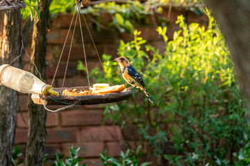 Crested Barbet (Trachyphonus vaillantii), taken in South Africa