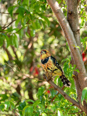 Crested Barbet (Trachyphonus vaillantii), taken in South Africa