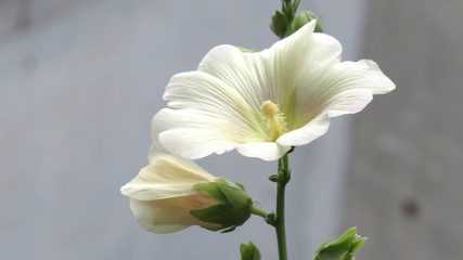 Obraz premium Whit mallow flowers close up