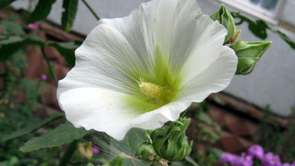Whit mallow flowers close up
