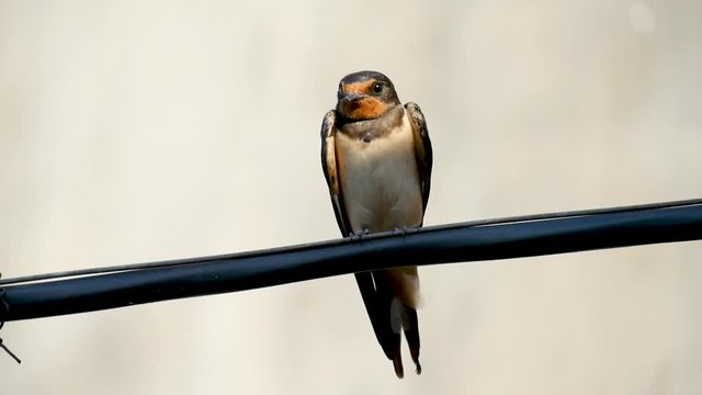 Small swallow bird sits on a wire and looking around